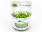 Preview: Weihnachtsbaum-Moos - Vesicularia montagnei in vitro